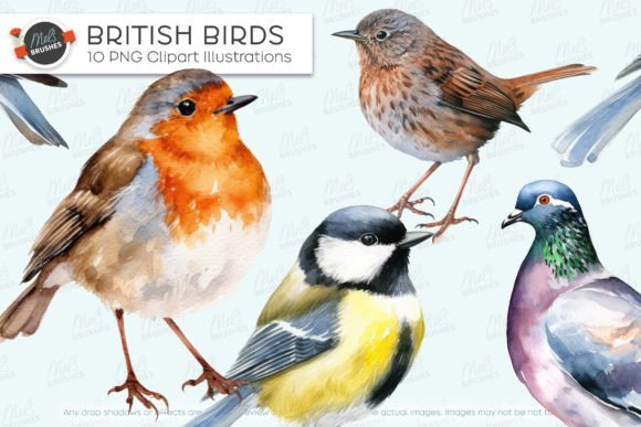 Download 10 Watercolor British Birds - Birds Collection